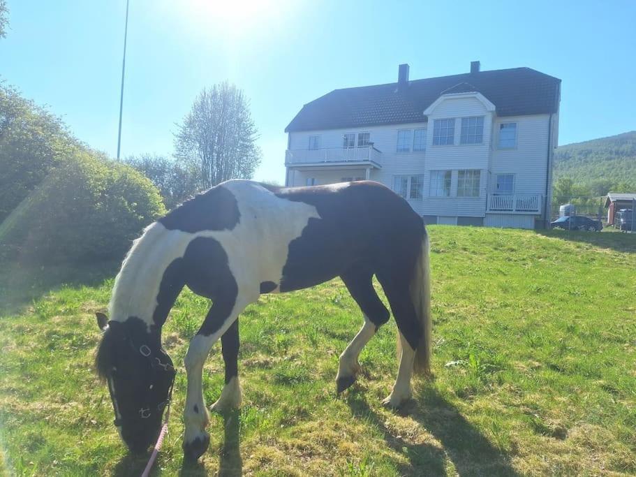 Privat Leilighet Pa Gard Med Badstue Og Nordlys นาร์วิก ภายนอก รูปภาพ