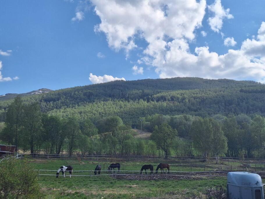 Privat Leilighet Pa Gard Med Badstue Og Nordlys นาร์วิก ภายนอก รูปภาพ