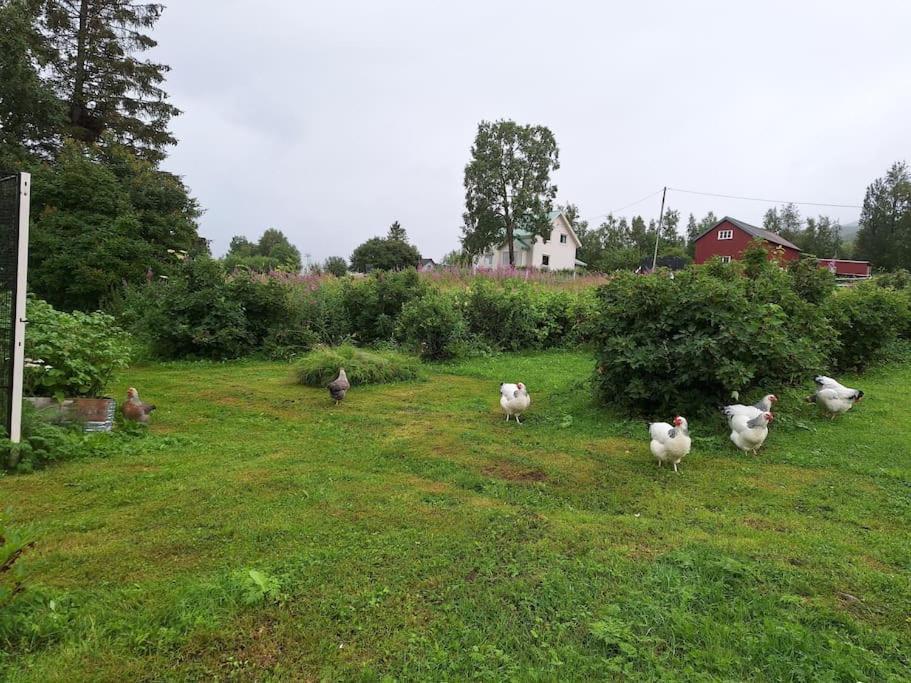 Privat Leilighet Pa Gard Med Badstue Og Nordlys นาร์วิก ภายนอก รูปภาพ