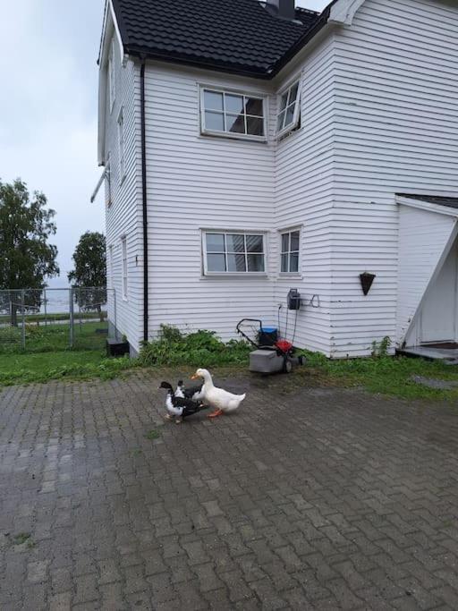 Privat Leilighet Pa Gard Med Badstue Og Nordlys นาร์วิก ภายนอก รูปภาพ