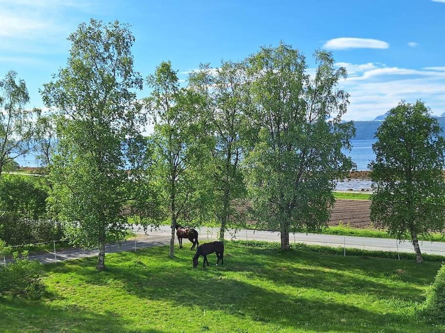 Privat Leilighet Pa Gard Med Badstue Og Nordlys นาร์วิก ภายนอก รูปภาพ